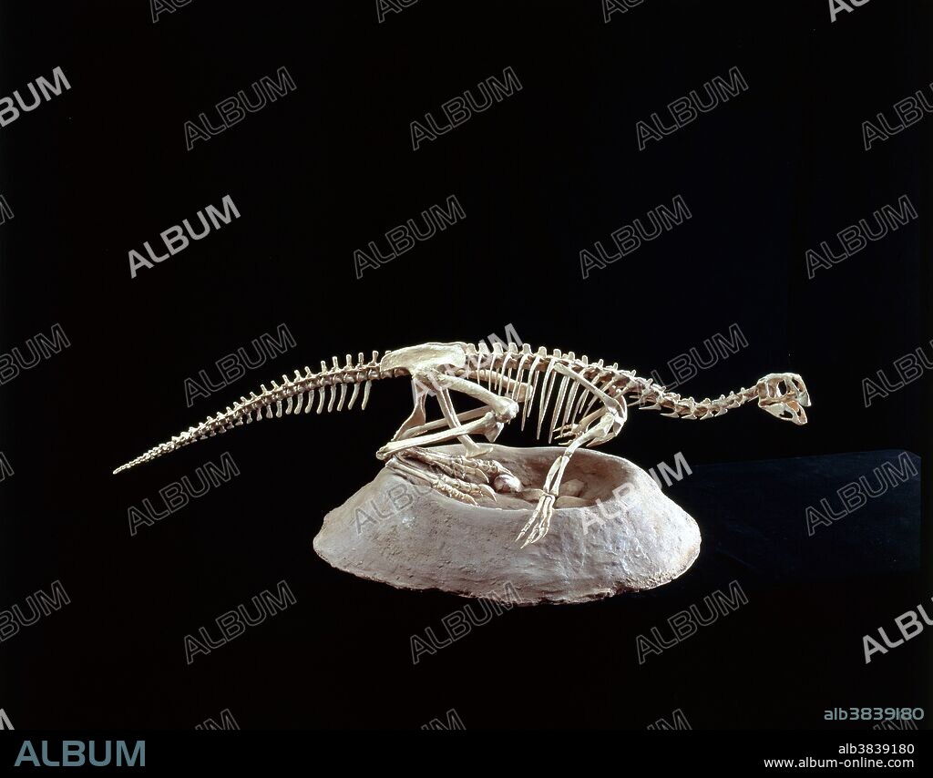 Skeleton of the dinosaur Conchoraptor gracilis from the late Cretaceous period. Found in the Red Beds of Khermeen Tsav, Mongolia.
