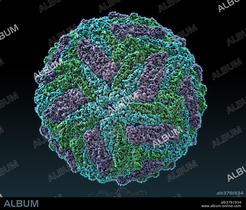 Zika virus (Flavivirus), Molecular Model