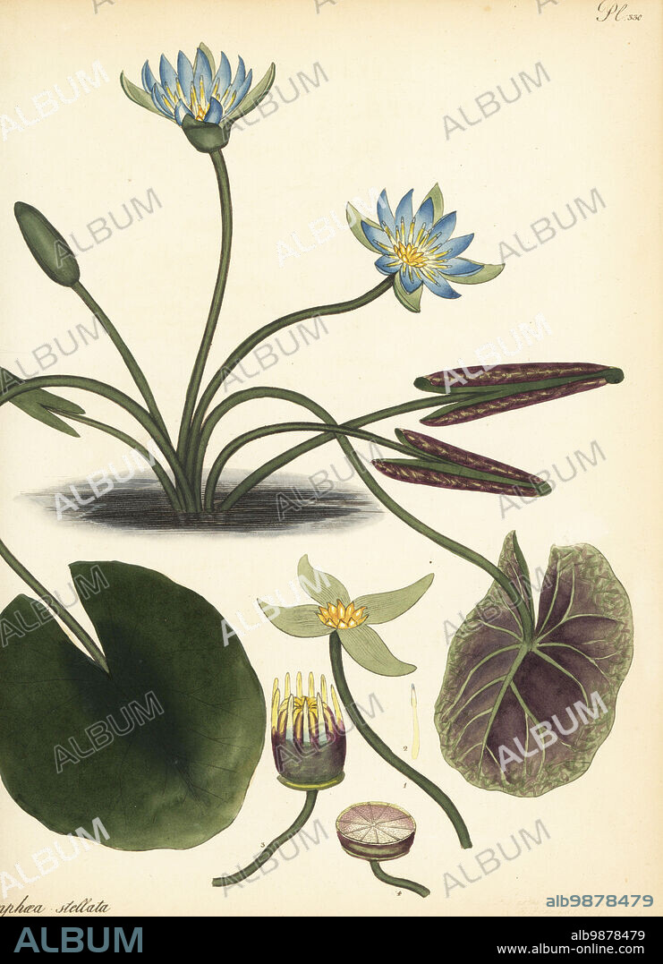 Blue lotus, Nymphaea nouchali var. nouchali Starr'd water-lily, Nymphaea stellata. From the East Indies on the Malabar coast, in the James Vere collection, Kensington Gore. Copperplate engraving drawn, engraved and hand-coloured by Henry Andrews from his Botanical Register, Volume 5, self-published in Knightsbridge, London, 1803.