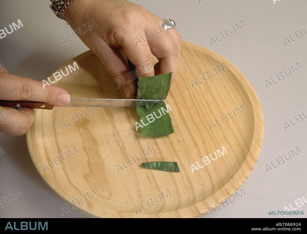 CORTE DE UNA HOJA DE ALOE VERA PARA LA EXTRACCION DE SU GEL.