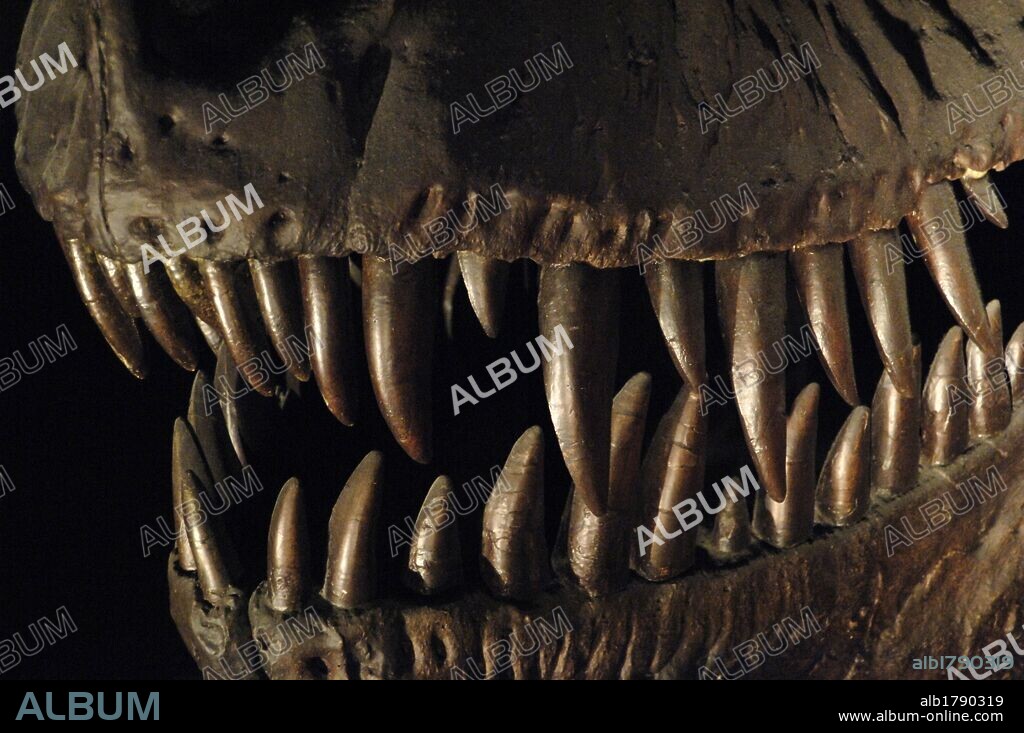 Detalle de la MANDIBULA de un TYRANNOSAURUS REX. Especie de dinosaurio terópodo tiranosáurido. Vivió durante el Cretácico Superior (85-86 millones de años) en el Mastrichtiano. Museo de Historia Natural. Londres. Inglaterra. Reino Unido.
