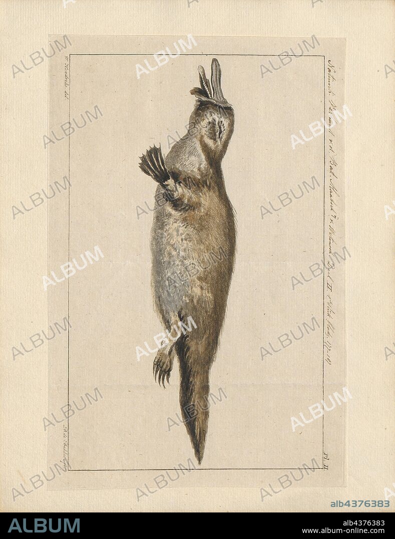 Ornithorhynchus spec., Print, The platypus (Ornithorhynchus anatinus), sometimes referred to as the duck-billed platypus, is a semiaquatic egg-laying mammal endemic to eastern Australia, including Tasmania. The platypus is the sole living representative of its family (Ornithorhynchidae) and genus (Ornithorhynchus), though a number of related species appear in the fossil record., 1700-1880.