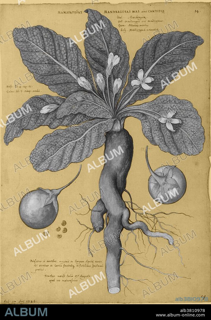 Mandrake is the common name for members of the plant genus Mandragora, particularly the species Mandragora officinarum, belonging to the nightshades family (Solanaceae). The roots sometimes resemble human figures and their roots have long been used in magic rituals. According to the legend, when the root is dug up it screams and kills all who hear it. Literature includes complex directions for harvesting a mandrake root in relative safety. It was a common folklore that mandrake would only grow where the semen of a hanged man had dripped on to the ground; the reason for the methods employed by the alchemists who "projected human seed into animal earth". All parts of the mandrake plant are poisonous.