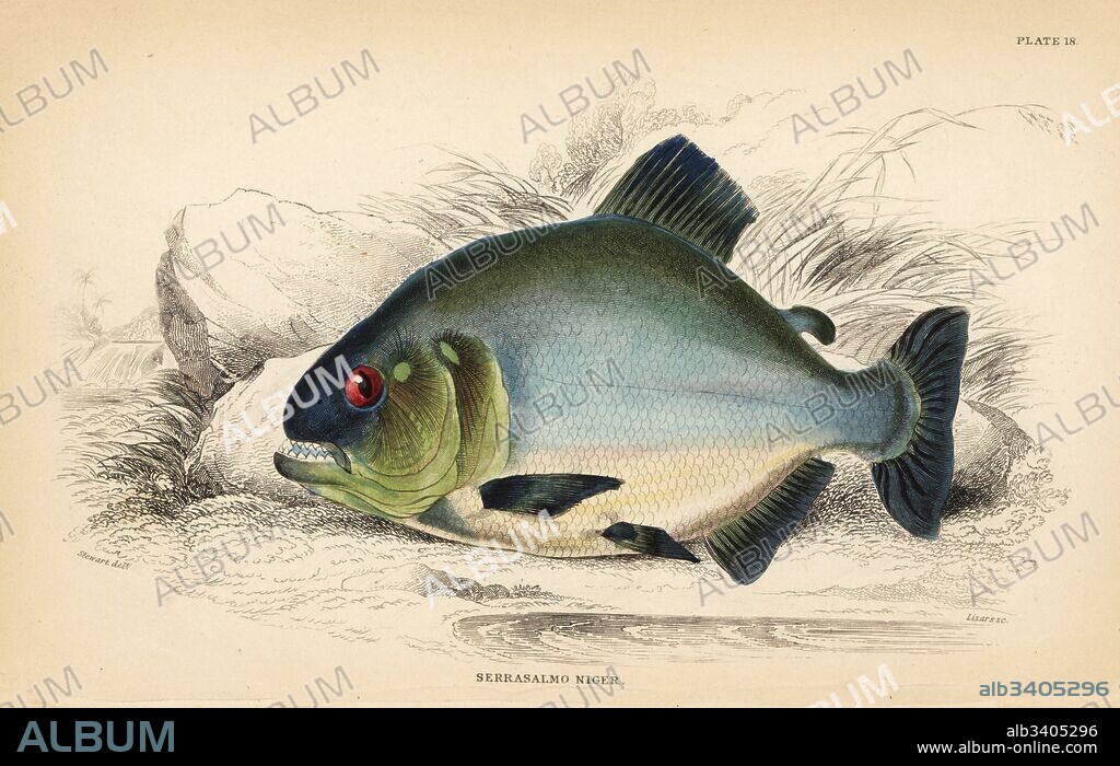 Red-eye piranha, Serrasalmus rhombeus. Black saw-bellied salmon, Serrasalmo niger. Handcoloured steel engraving by W.H. Lizars after an illustration by James Stewart from Robert Schomburgk's Fishes of Guiana, part of Sir William Jardine's Naturalist's Library: Ichthyology, Edinburgh, 1841.