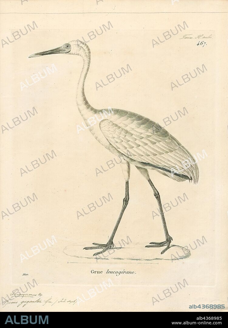 Grus leucogeranus, Print, The Siberian crane (Leucogeranus leucogeranus), also known as the Siberian white crane or the snow crane, is a bird of the family Gruidae, the cranes. They are distinctive among the cranes, adults are nearly all snowy white, except for their black primary feathers that are visible in flight and with two breeding populations in the Arctic tundra of western and eastern Russia. The eastern populations migrate during winter to China while the western population winters in Iran and formerly, in India and Nepal. Among the cranes, they make the longest distance migrations. Their populations, particularly those in the western range, have declined drastically in the 20th century due to hunting along their migration routes and habitat degradation. The world population was estimated in 2010 at about 3, 200 birds, mostly belonging to the eastern population with about 95% of them wintering in the Poyang Lake basin in China, a habitat that may be altered by the Three Gorges Dam., 1700-1880.