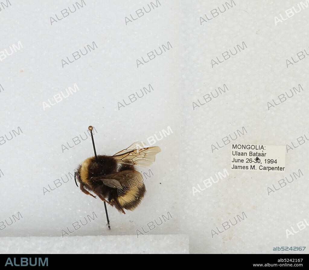 Ulan Bator, Ulaanbaatar, Mongolia, Bombus sp., Animalia, Arthropoda, Insecta, Hymenoptera, Apidae, Apinae.