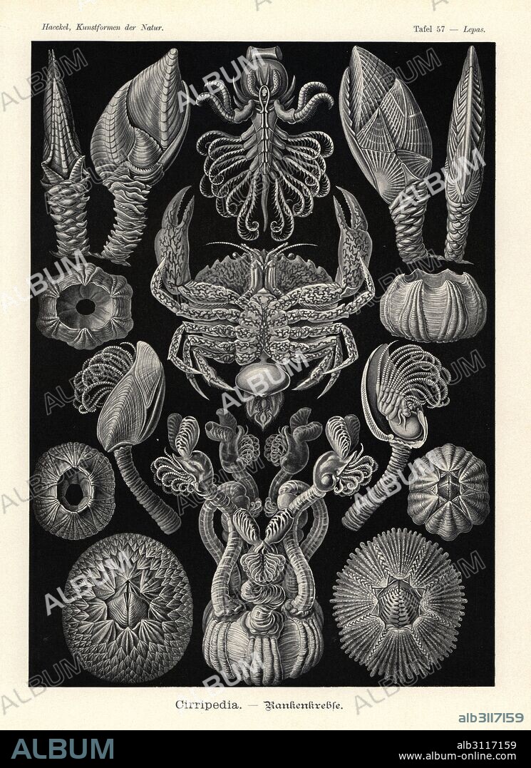 Goose barnacle, Lepas anatifera 1,2, Conchoderma auritum 3, buoy barnacle, Lepas fascicularis 4, Arcoscalpellum michelottianum 5,6, Arcoscalpellum vitreum 7,8, humpback whale barnacle, Coronula diadema 9,10, Coronula reginae 11, six-plated barnacle, Chthamalus antennatus 12, surf barnacle, Catomerus polymerus 13, Octomeris angulosa 14, crab barnacle Sacculina carcini adult female parasitizing a littoral crab, Carcinus maenas 15. Chromolithograph by Adolf Glitsch from an illustration by Ernst Haeckel from Art Forms in Nature, Kunstformen der Natur, Liepzig, Germany, 1904.