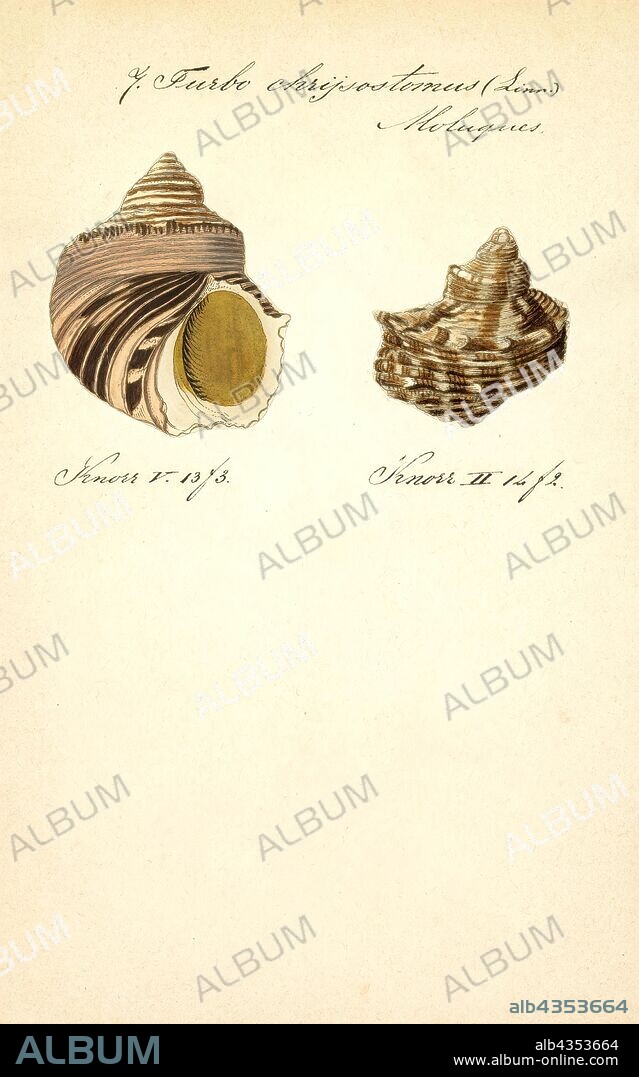 Turbo chrysostomus, Print, Turbo chrysostomus, common name the gold-mouth turban, is a species of sea snail, marine gastropod mollusk in the family Turbinidae.