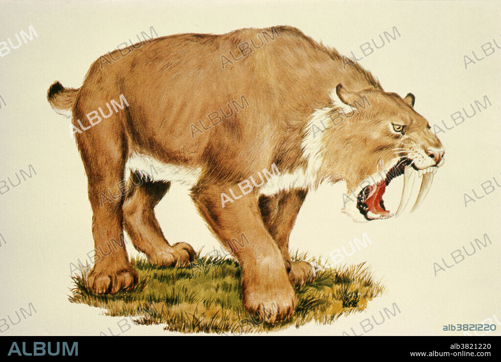 Illustration of a Sabre-Tooth Cat (Smilodon californicus) from the Pleistocene at the Natural History Museum of Los Angeles.