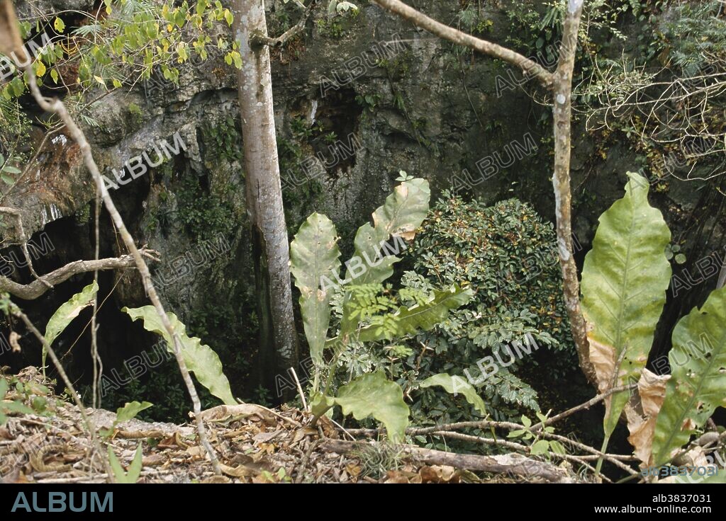 Trees grow at the entry to Loltun Caves near Oxkutzcab (south of Merida), Yucatan Peninsula, Mexico.  These caverns contain Mayan art.