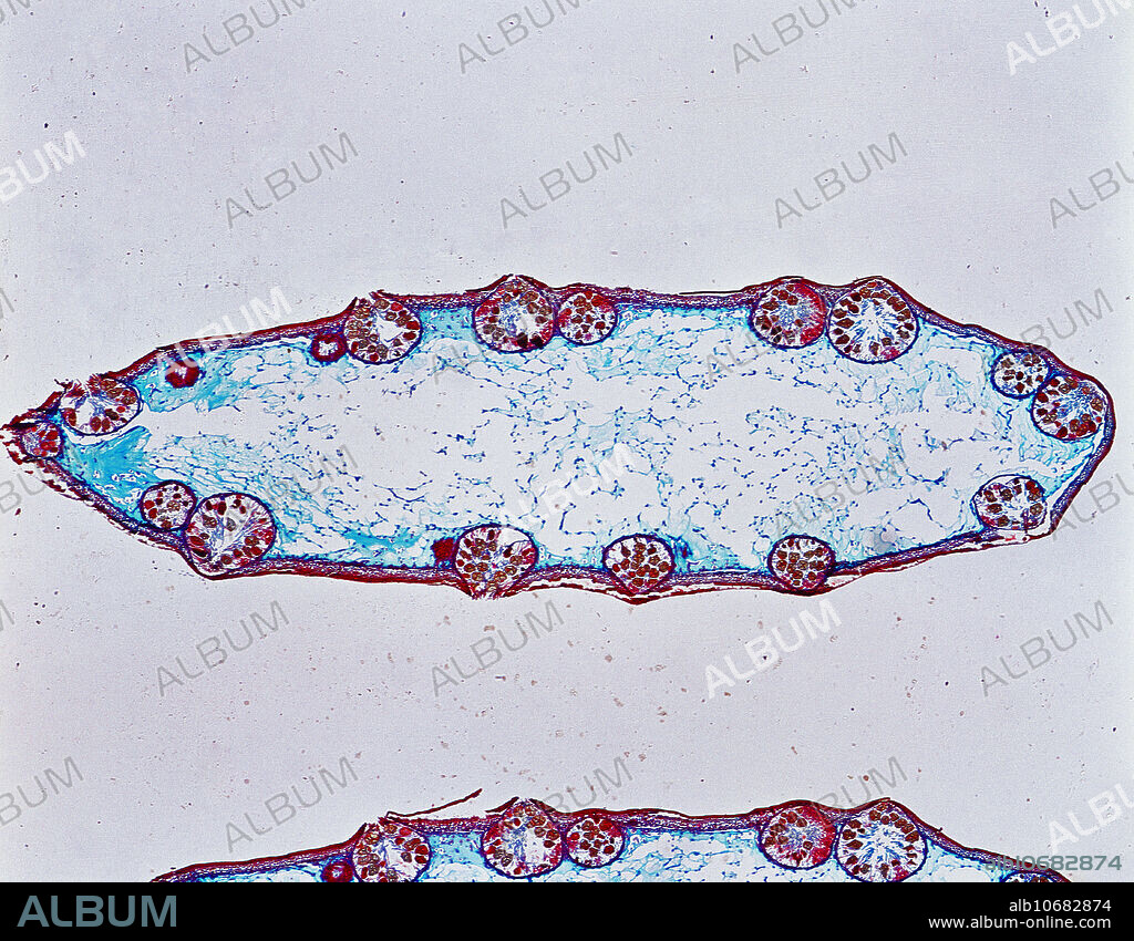 Light micrograph of brown algae in the genus Fucus; section of female conceptacle (cavity containing reproductive organs). Magnification unknown.