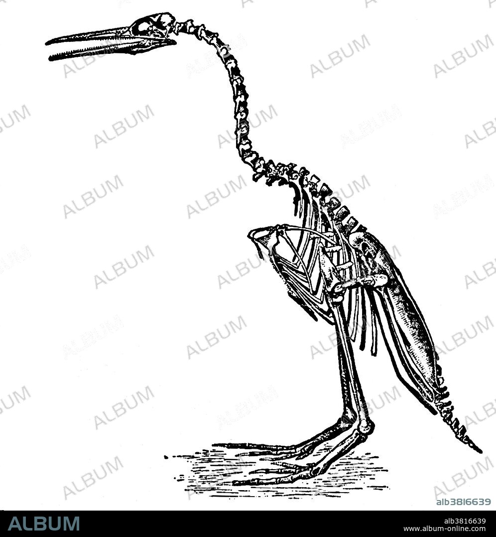 Hesperornis is a genus of flightless aquatic birds that spanned the first half of the Campanian age of the Late Cretaceous period (83-78 million years ago). One of the lesser-known discoveries of the palaeontologist O. C. Marsh in the late 19th century Bone Wars, it was an important early find in the history of avian palaeontology. Famous locations for Hesperornis fossils are the Late Cretaceous marine limestones from Kansas and the marine shales from Canada. Nine species are recognized, eight of which have been recovered from rocks in North America and one from Russia. Shown here is Marsh's now-obsolete 1880 reconstruction of H. regalis.