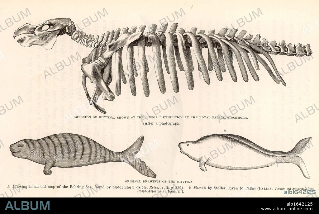 Steller's Sea-Cow (Hydrodamalis gigas/Rhytina gigas) a sea-cow almost 6 metres long, discovered by George Wilhelm Steller (1709-1746) on Behring's second expedition to Kamchatka (1741), now extinct. Top: engraving of the skeleton of the sea-cow. Bottom left: Engraving after an early map of the Behring Sea. Bottom right: Engraving of Stellar's sketch.