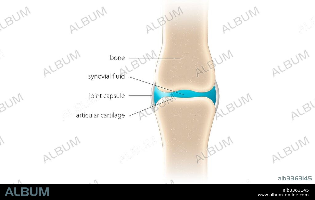 Synovial joint.