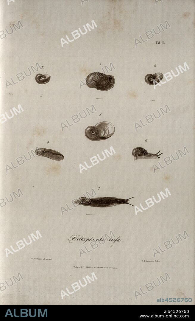 Pretty pup Truncatella, Snail species, Signed: W. Hartmann ad nat., del, S. Bühlmeyer Sculps, Publisher v., C. P. Scheitlin & Zollikofer, Tab. II, p. 227, Hartmann, Wilhelm (ad. nat. del.); Bühlmeier, Salomon (sc.); Scheitlin & Zollikofer (ed.), 1844, Wilhelm Hartmann: Erd- und Süsswasser-Gasteropoden der Schweiz: mit Zugabe einiger merkwürdigen exotischen Arten. St. Gallen: Verlag von Scheitlin und Zollikofer, 1844.