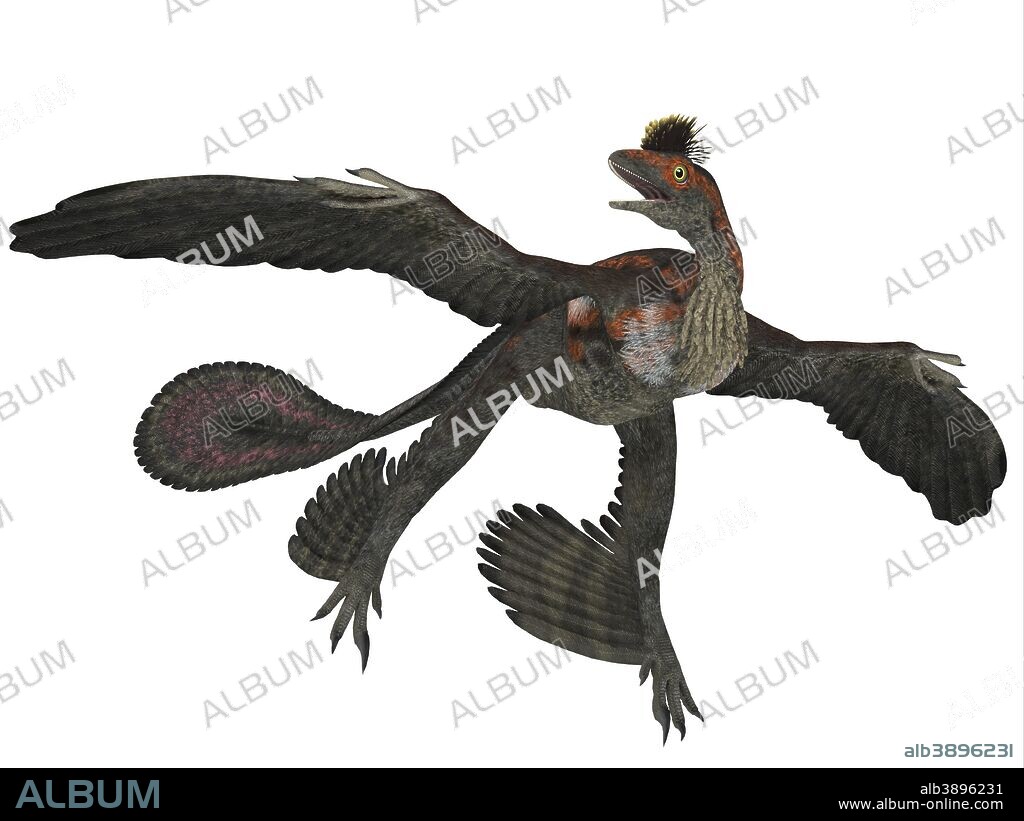 Microraptor was a flying dinosaur reptile and lived in China and Mongolia in the Cretaceous Periods.