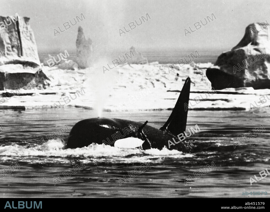 ORCA, 1977, directed by MICHAEL ANDERSON. Copyright DINO DE LAURENTIIS.