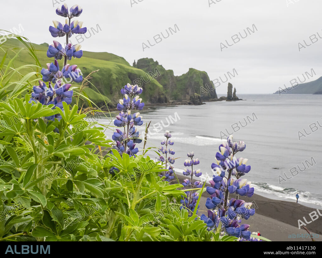 Wild Nootka lupine (Lupinus nootkatensis), in the Kagamil Island, Aleutians, Alaska, United States of America, North America.