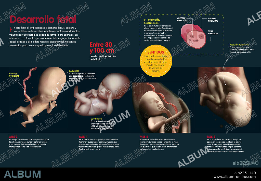 Desarrollo fetal. Infografía que describe el desarrollo fetal de los tres a los ocho meses, cómo se alimenta el feto y realiza los primeros movimientos.