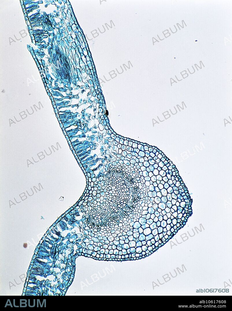 Sectioned dicot leaf. Light micrograph of a transverse section through a leaf from a Ligustrum plant. This plant is a dicot, and this leaf has the features common to dicotyledon leaves.