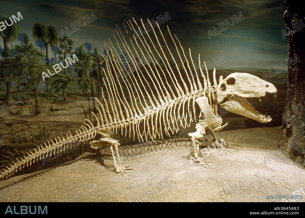 Dimetrodon Skeleton