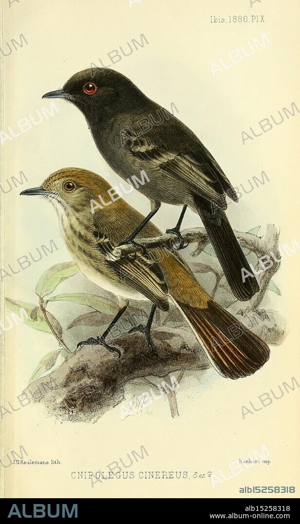 Ibis. London Published for the British Ornithologists' Union by Academic Press. birds, ornithology, periodicals, museum of comparative zoology, The illustration features two birds perched on a branch, showcasing their distinctive characteristics. The bird on the top is dark with a prominent black head and a subtle touch of brown, while the underbird has a lighter, more muted plumage with hints of greenish-brown. Both birds have alert postures, suggesting an engaged stance, and are surrounded by leafy foliage that adds a natural context to the scene. The detailed rendering highlights the texture of their feathers and the intricacies of their anatomy, capturing the beauty and delicate features of these avian creatures.