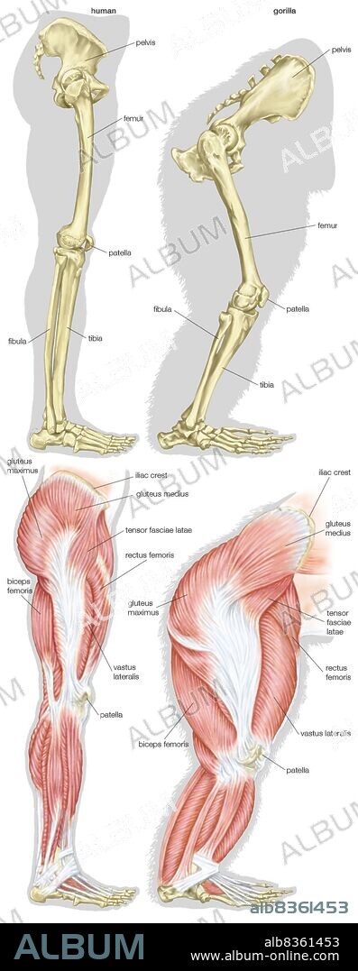 Skeletal and muscular structures of a human's leg (left) and a gorilla's leg (right).