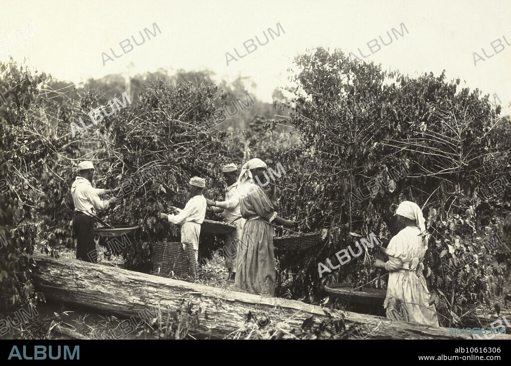 Slaves picking coffee beans, Brazil, c. 1885. Marc Ferrez (1843-1923). During the Atlantic slave trade era, Brazil imported more African slaves than any other country. Brazil was the last country in the Western world to abolish slavery. By the time it was abolished, in 1888, an estimated four million slaves had been imported from Africa to Brazil, 40% of the total number of slaves brought to the Americas.