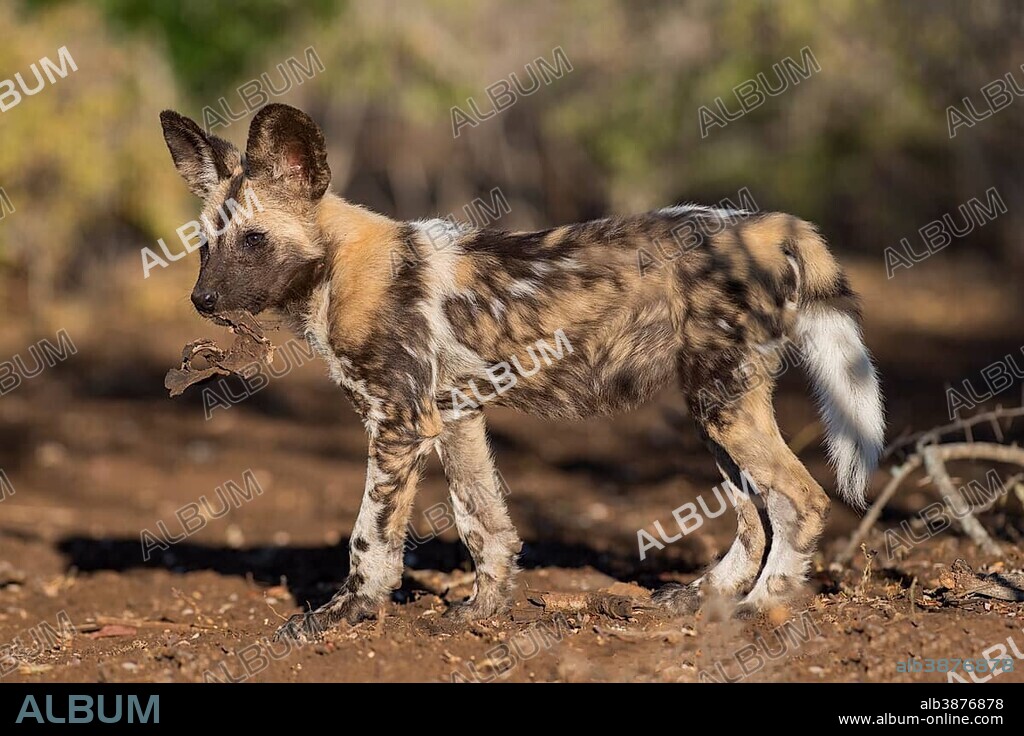 African wild dog (Lycaon pictus), puppy with bark in its mouth, Zimanga Game Reserve, Kwa Zulu Natal, South Africa