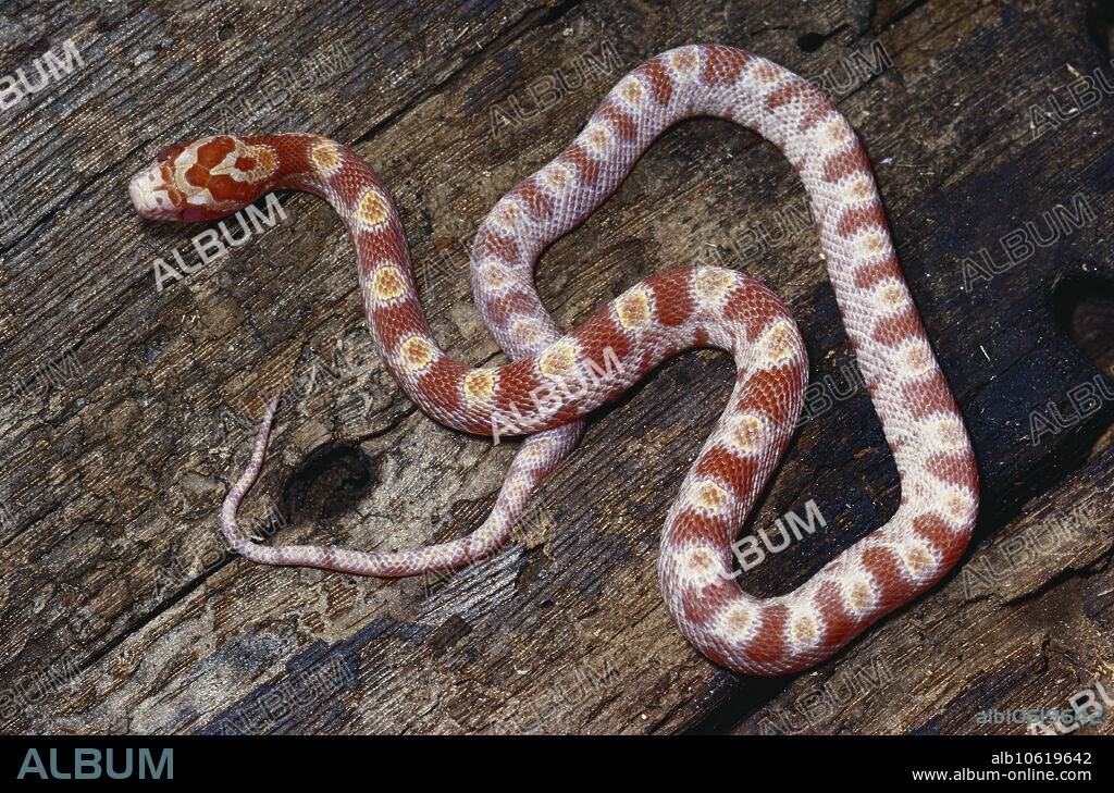A selectively bred corn snake (Elaphe guttata) which is amelanistic (lacking melanin, which produces dark pigmentation) but retains red (erythristic) pigmentation. This color morph is but one of many selectively bred by hobbyists, as the corn snake is a popular breed of domesticated snake.