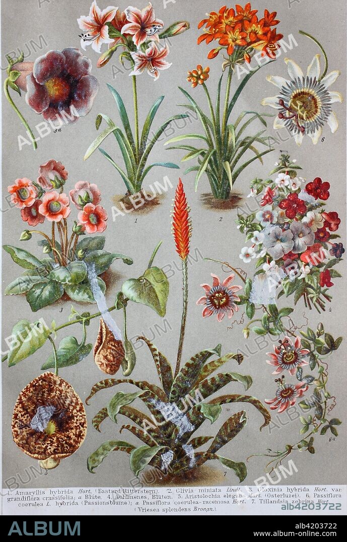 historical image of various house plants: Amaryllis, Clivia, Gloxinia, Achimenes, Aristolochia, Passiflora, Tillandsia.