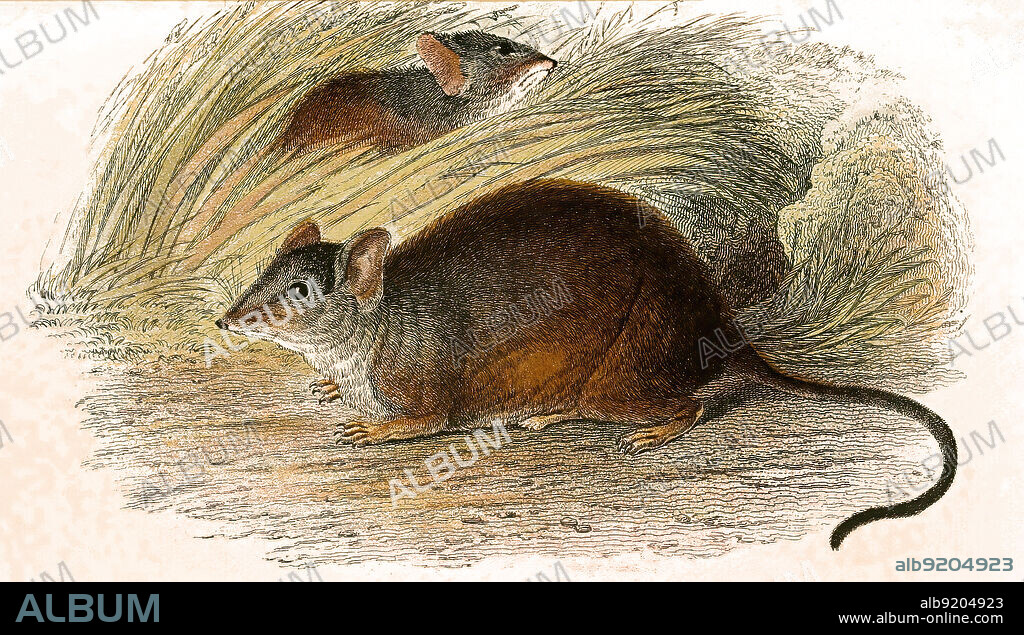 Kap-Hamsterratte, Saccostomus campestris / yellow footed pouched mouse, South African pouched mouse or southern African pouched mouse, Saccostomus campestris, Historisch, historical, digital improved reproduction of an original from the 19th century / digital restaurierte Reproduktion einer Originalvorlage aus dem 19. Jahrhundert, genaues Originaldatum nicht bekannt,.
