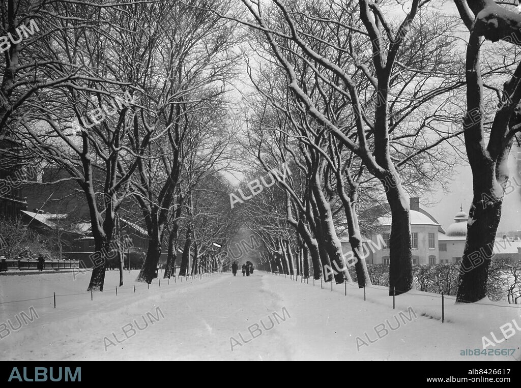 Göteborg- 1913-01-25 - Gamla allén längs Södra vägen *** Local Caption *** GT 1913-1336. KAMERAREPORTAGE.