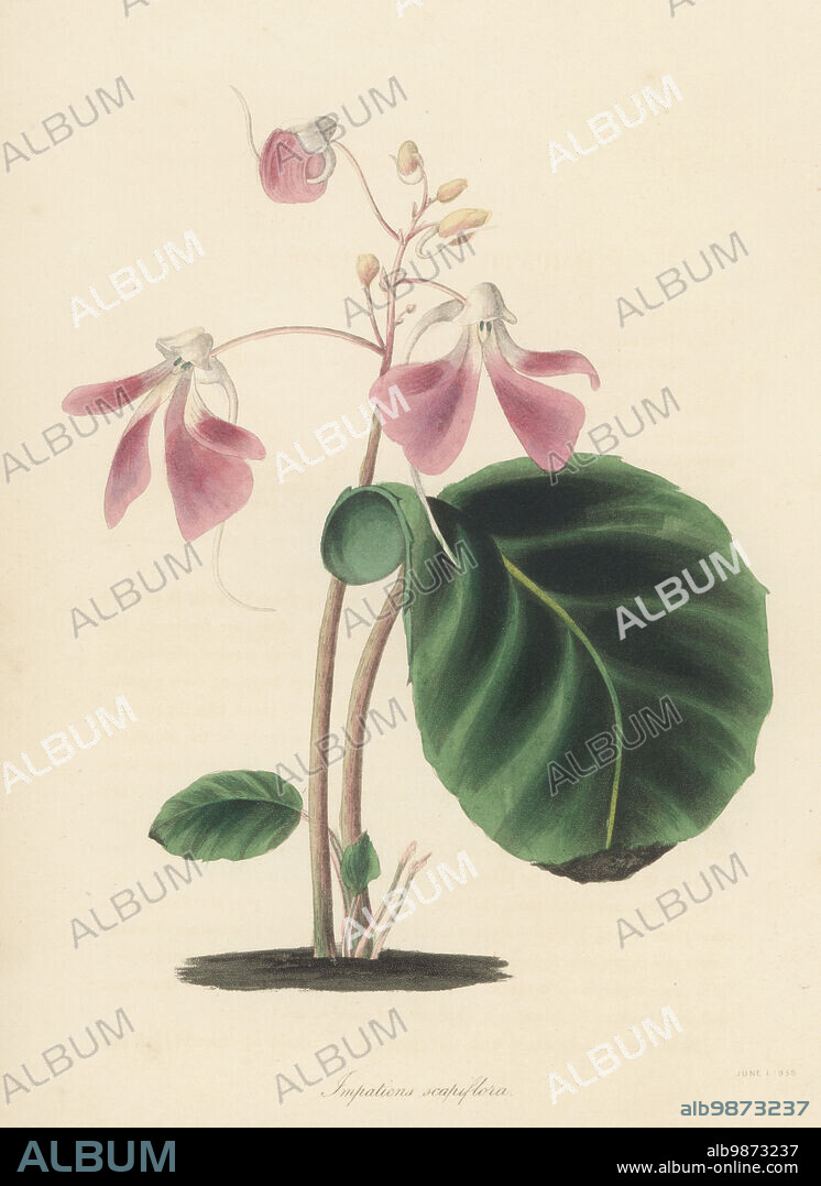 Leafless-stem balsam, or stemless touch-me-not, Impatiens scapiflora. Native to the Nilgiri Hills, India. Handcoloured lithograph from Joseph Paxtons Magazine of Botany, and Register of Flowering Plants, Volume 5, Orr and Smith, London, 1838.
