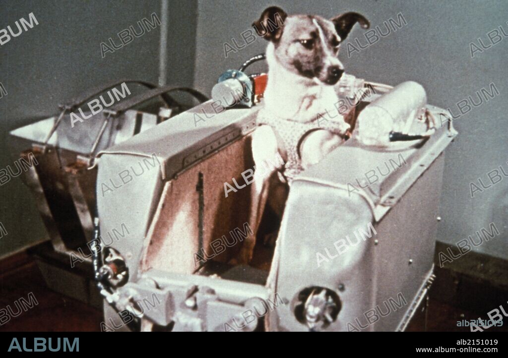 Laika, the first dog in space, in the sputnik 2 capsule. 01/02/2013