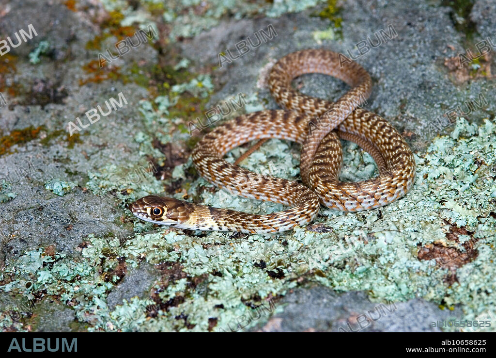 Juvenile Coachwhip Snake (Masticophis flagellum). Coachwhips are a diurnal snake, and actively hunt and eat lizards, small birds, and rodents. They tend to be high strung and often bolt at the first sign of a potential threat. They are extremely fast moving snakes. Coachwhips are oviparous. They are curious snakes with good eyesight and are sometimes seen raising their heads above the level of the grass or rocks to see what is around them.