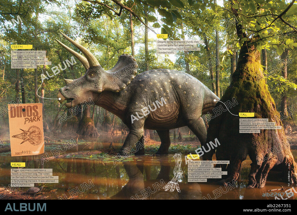 Cómo era el Triceratops. Infografía donde se aportan datos sobre la anatomía del Triceratops, dinosaurio herbívoro del Cretácico, era Mesozoica.