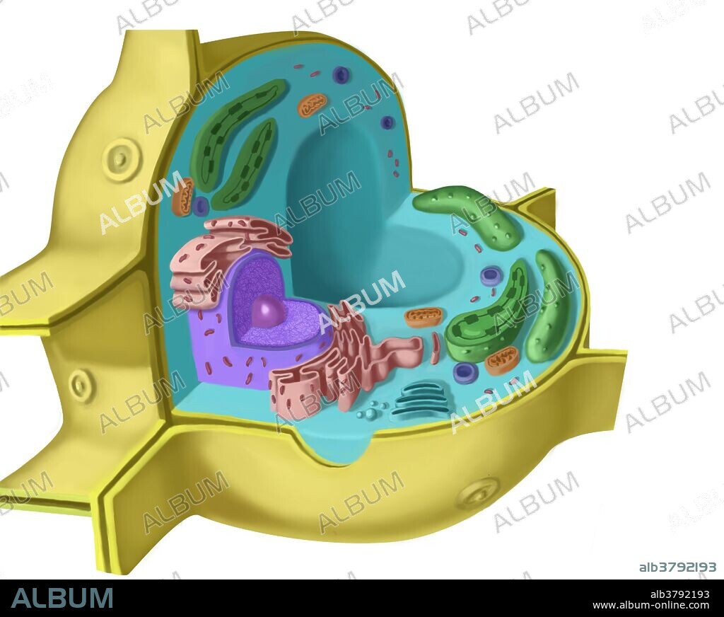 Plant Cell