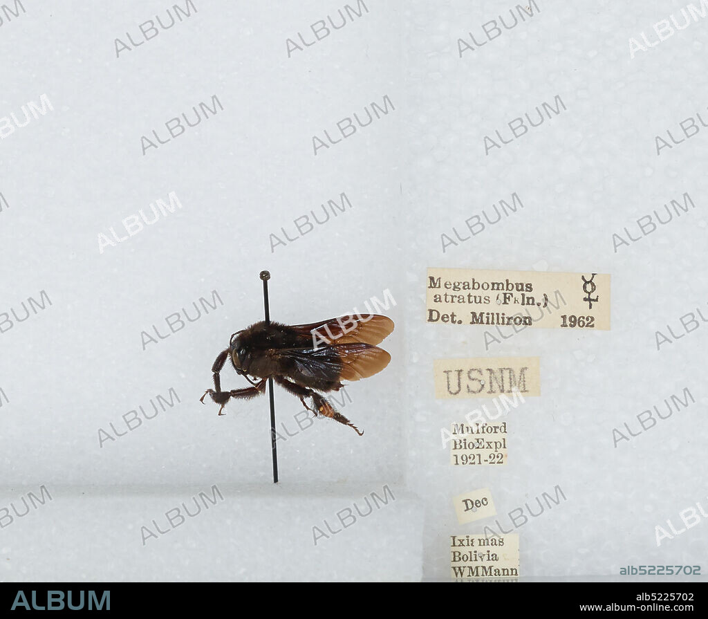 Ixiamas, Abel Iturralde, La Paz, Bolivia, Bombus (Fervidobombus) atratus Franklin, 1913, Animalia, Arthropoda, Insecta, Hymenoptera, Apidae, Apinae.