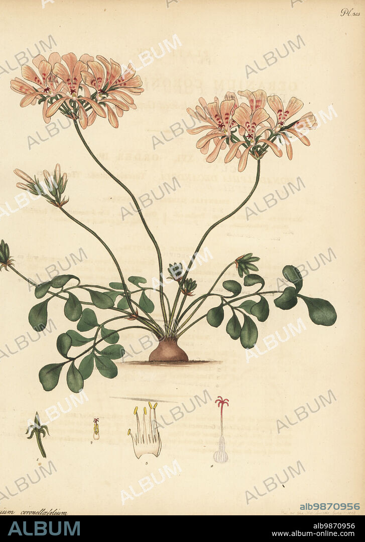 Pelargonium pinnatum. Coronilla-leaved geranium, Geranium coronillaefolium. From the Cape of Good Hope, South Africa, in the George Hibbert collection. Copperplate engraving drawn, engraved and hand-coloured by Henry Andrews from his Botanical Register, Volume 5, self-published in Knightsbridge, London, 1803.