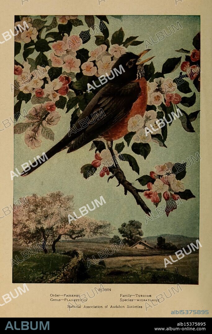 Little friends in feathers, New York, Barse & Hopkins [c1921], birds, robin, Turdus migratorius, American robin, Inez Nellie Canfield McFee, Robert Bruce Horsfall, women in science, ornithology, A beautifully illustrated depiction of a robin perched on a branch adorned with pink and white blossoms. The bird, characterized by its vibrant, reddish-orange breast and dark, glossy head, is set against a serene backdrop featuring a gentle landscape of rolling hills and distant trees. Below the artwork, details about the species, including its order and family classification within the avian world, are provided, alongside a note indicating the National Association of Audubon Societies. This piece captures the essence of nature's beauty and the intricate details of wildlife.