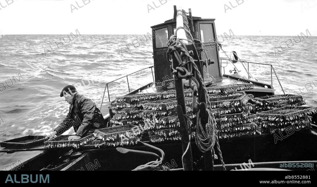 Fiskebåten KA 208 Tärnan med hemmahamn i Gö Blekinge sätter långrev efter torsk. Sven Andersson ägare i styrhytten och Teodor Karlsson till vänster. Foto: Sydsvenskan / IBL Bildbyrå.