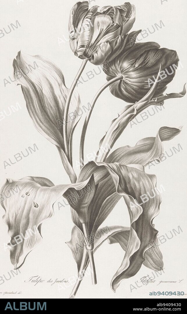 Tulip Tulipe des Jardins Tulipa gesneriana L Fleurs dessin, print maker: Pierre François Legrand, (mentioned on object), intermediary draughtsman: Gerard van Spaendonck, (mentioned on object), publisher: Gerard van Spaendonck, Paris, 1799 - 1801, paper, h 498 mm, w 333 mm.