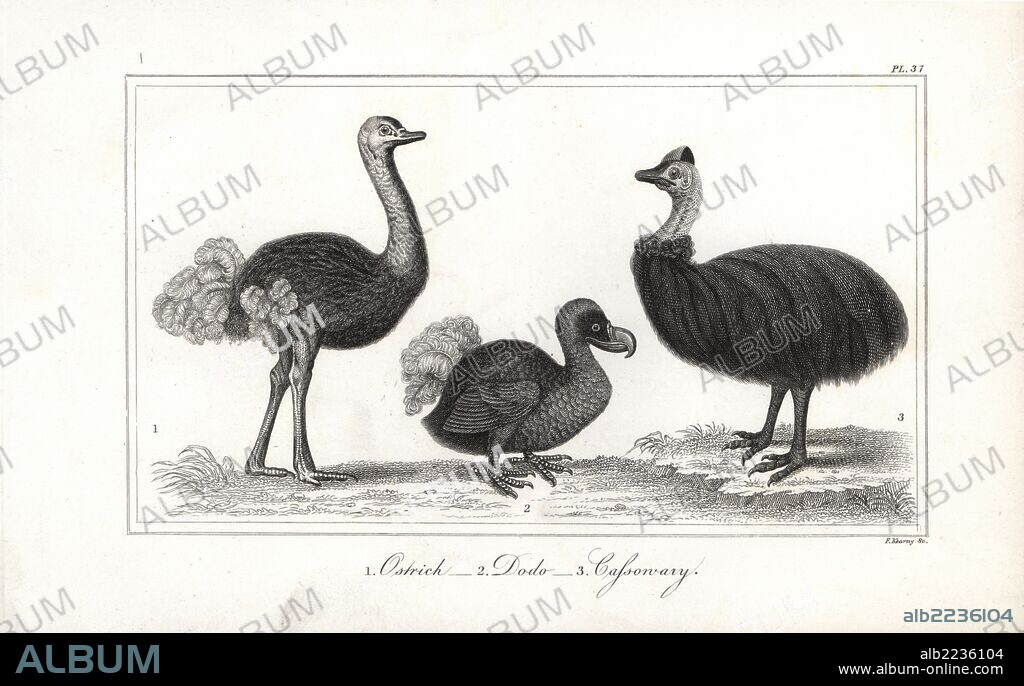 Dodo, Raptus cucullatus (extinct), ostrich, Struthio camelus, and cassowary, Casuarius casuarius (vulnerable). Steel engraving by F. Kearney from Oliver Goldsmith's "History of the Earth and Animated Nature," Fullerton, Edinburgh, 1835.