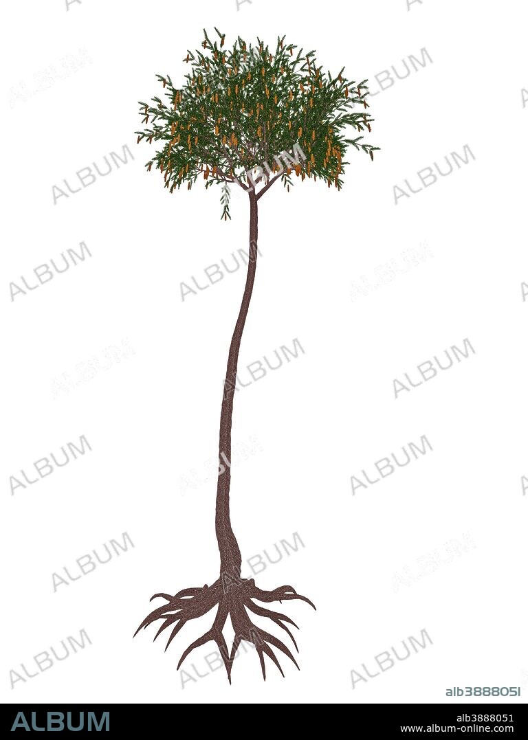 Lepidodendron prehistoric tree, isolated on white background.