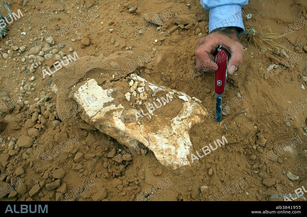 Fossilized Protoceratops dinosaur skull from Bayan Zag (The Flaming Cliffs) Gobi Desert, Mongolia.