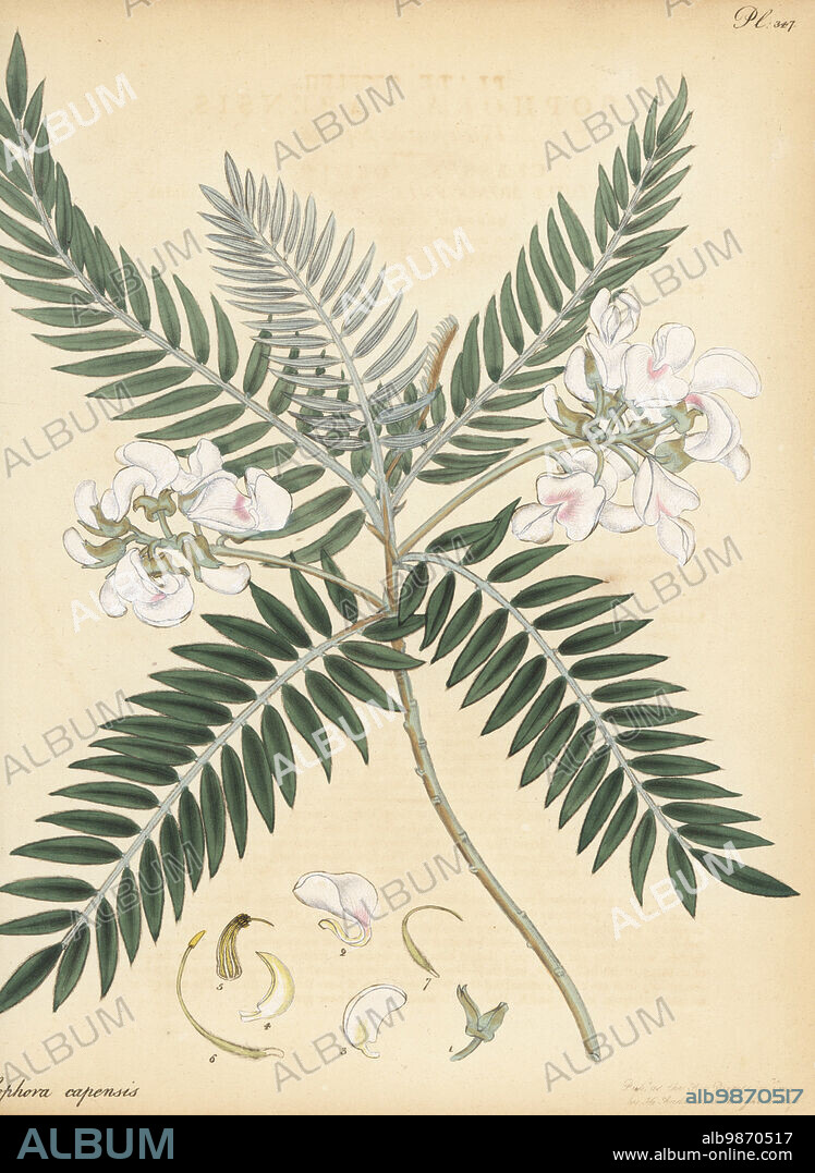 Cape lilac or keurboom, Virgilia oroboides. Vetch-leaved sophora, Sophora capensis. From the Cape of Good Hope, South Africa, introduced by plant hunter Francis Masson. Copperplate engraving drawn, engraved and hand-coloured by Henry Andrews from his Botanical Register, Volume 5, self-published in Knightsbridge, London, 1804.