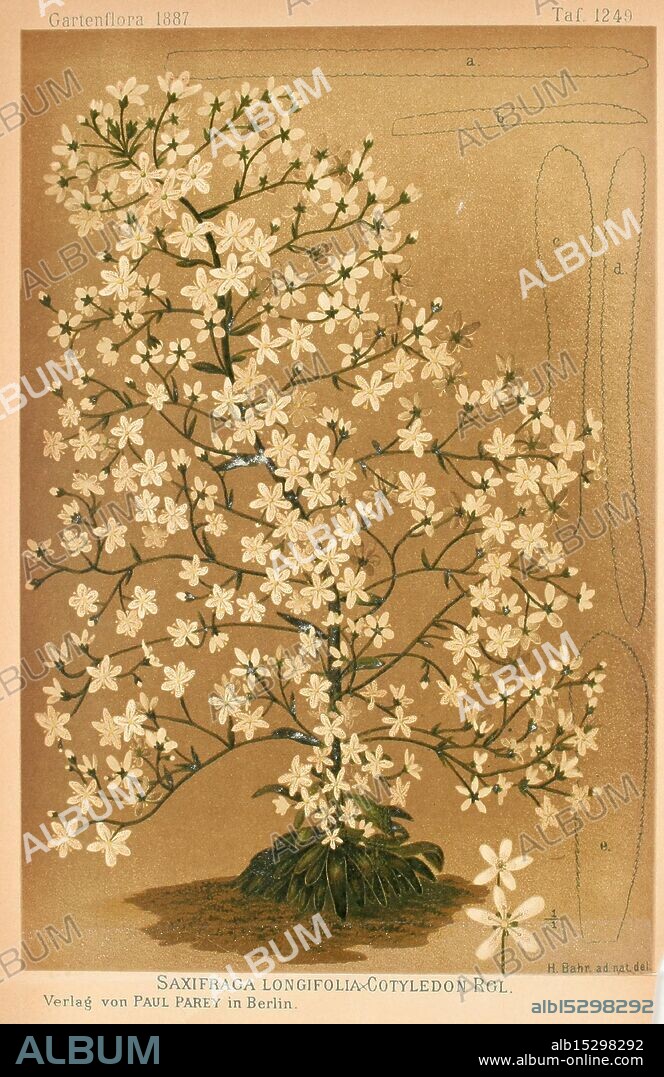 Gartenflora, Erlangen, Verlag von Ferdinand Enke, 1852-1940, botany, periodicals, This botanical illustration showcases the Saxifraga longifolia, also known as the cotyledon, characterized by its delicate clusters of white flowers with yellow centers. The flowering plant features a robust, branching structure with numerous blossoms cascading from the top of the stem to the base, adorned with lush green leaves that provide a vibrant contrast to the flowers. Accompanying the illustration are detailed labels and annotations that offer insight into various parts of the plant, contributing to an educational presentation of its botanical features. The intricate design emphasizes the beauty and complexity of this species, highlighting its ornamental qualities.