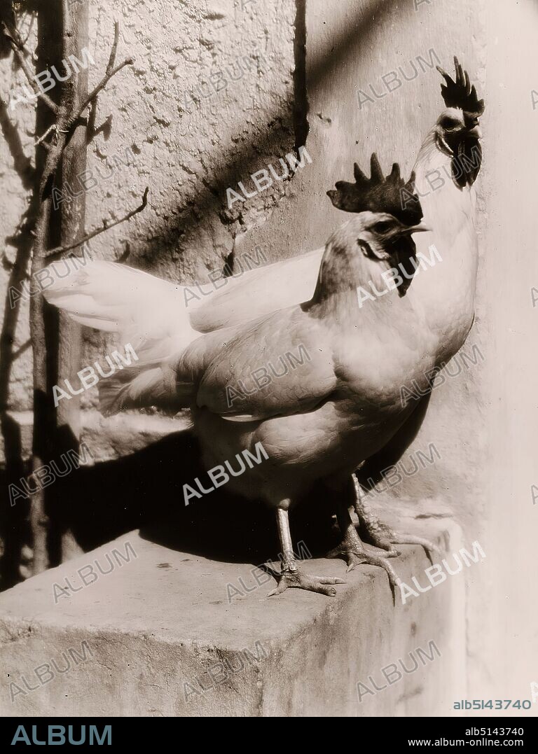 Heinrich Kühn, Zwei Hähne, Staatliche Landesbildstelle Hamburg, collection on the history of photography, silver gelatin paper, cardboard, black and white positive process, image size: height: 39.3 cm; width: 29.4 cm, inscribed: verso cardboard: top left label in typewriter font: Heinrich Kuehn, stamp: verso cardboard: upper left Stamp: Lehrsammlung der, Staatlichen Landesbildstelle Hamburg, Inventarisiert Nr. [in ink added: B 195], artistic photography, poultry (cock, hen, chicken etc.), plant, animal, plants, vegetation, animals, birds.