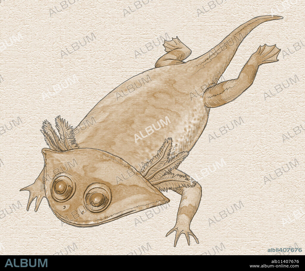 Gerrothorax, Illustration